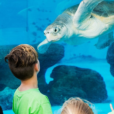 A boy looks into an aquarium at a large sea turtle.