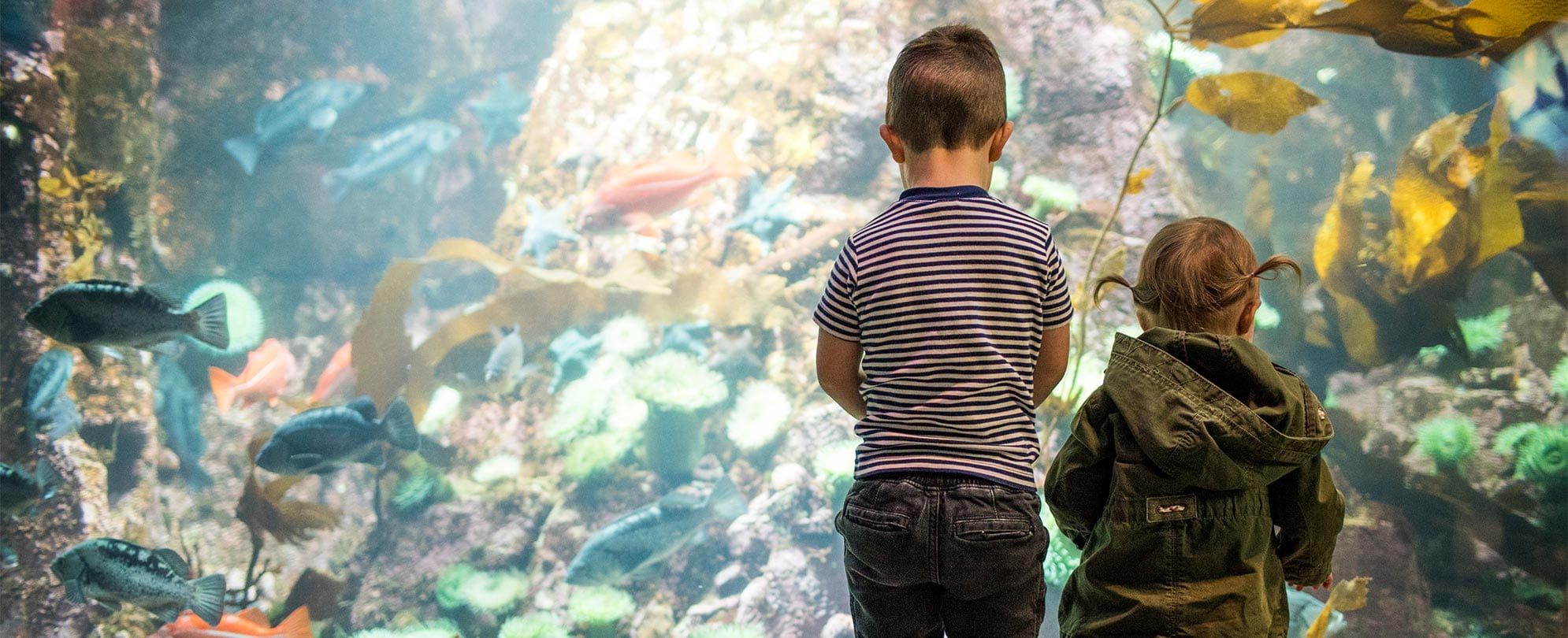 A little boy and girl both standing in front of a large fish tank at an aquarium.