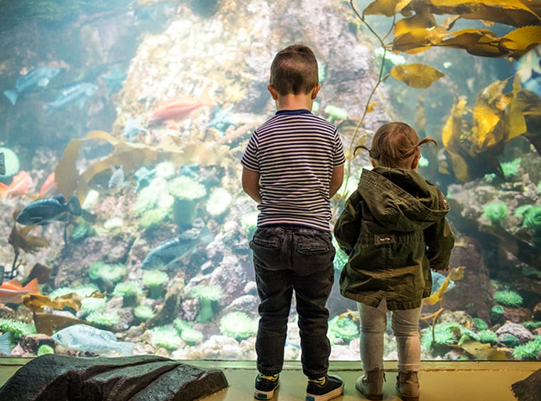 A little boy and girl both standing in front of a large fish tank at an aquarium.
