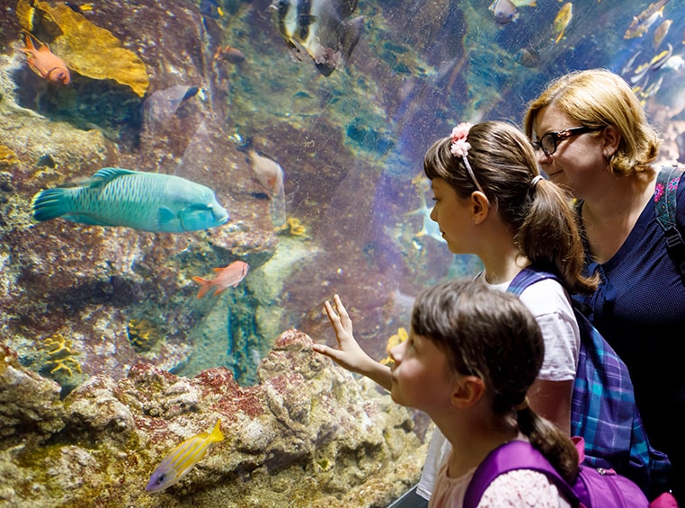 A mom and her two children standing watching a fish in a large tank at the aquarium. 
