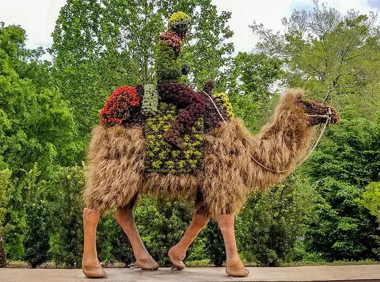 A man riding on a camel, made out of flowers.