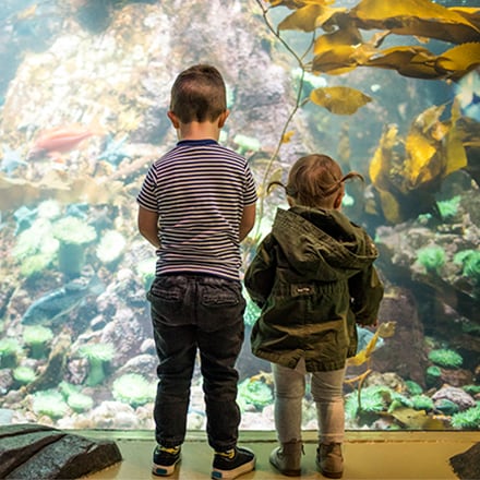A brother and sister standing in front of an aquarium window, looking at fish.