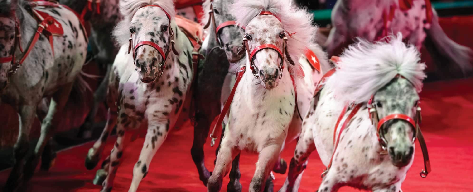 A herd of circus ponies in Branson, Missouri.