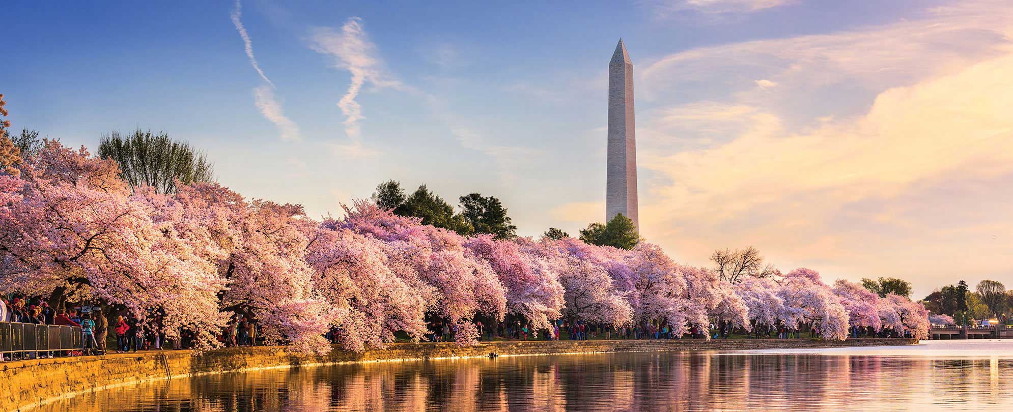 The Washington Monument surrounded by blooming cherry blossom trees in the spring at the National Mall in Washington, D.C.