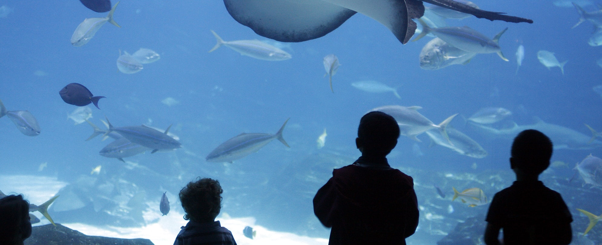 Kids look into the tank of fish and rays at the Birch Aquarium in San Diego, California.