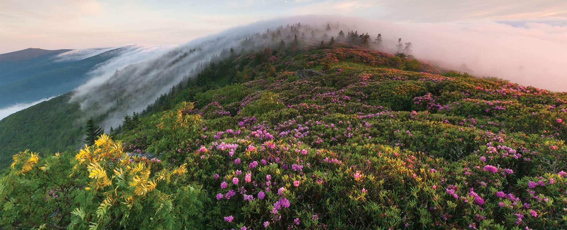 The top of the Great Smoky Mountains in Tennesse covered in colorful wildflowers and a light blanket of clouds