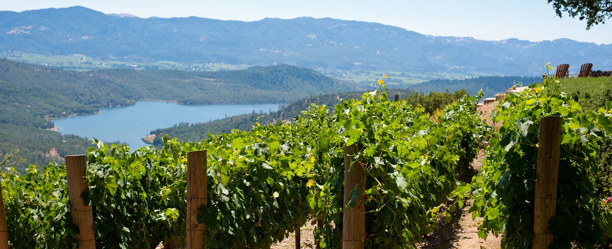 A vineyard overlooking a lake and mountains near San Francisco, California.