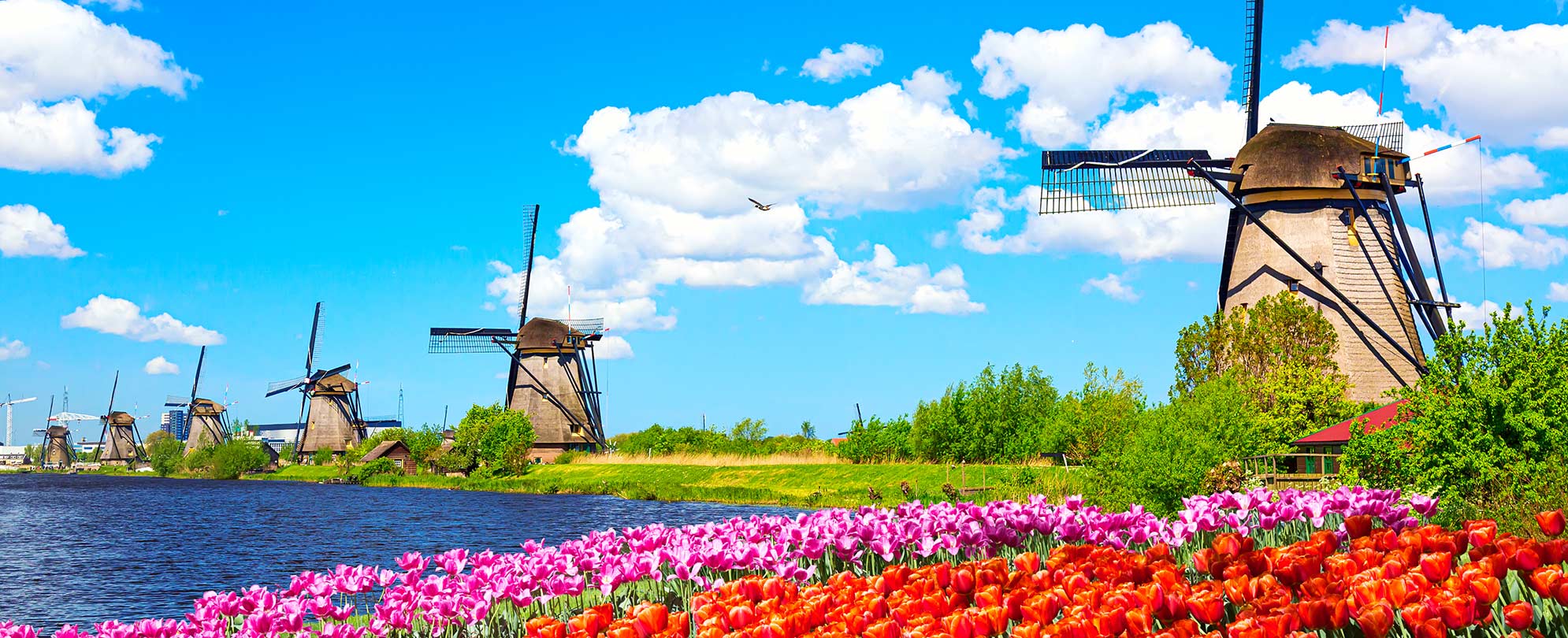 Tulips and windmills in the Netherlands. 