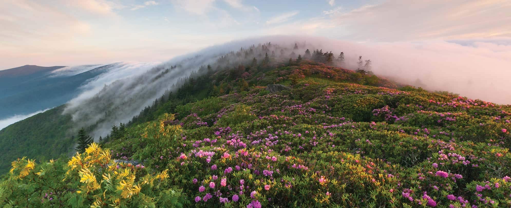 The top of the Great Smoky Mountains in Tennesse covered in colorful wildflowers and a light blanket of clouds 