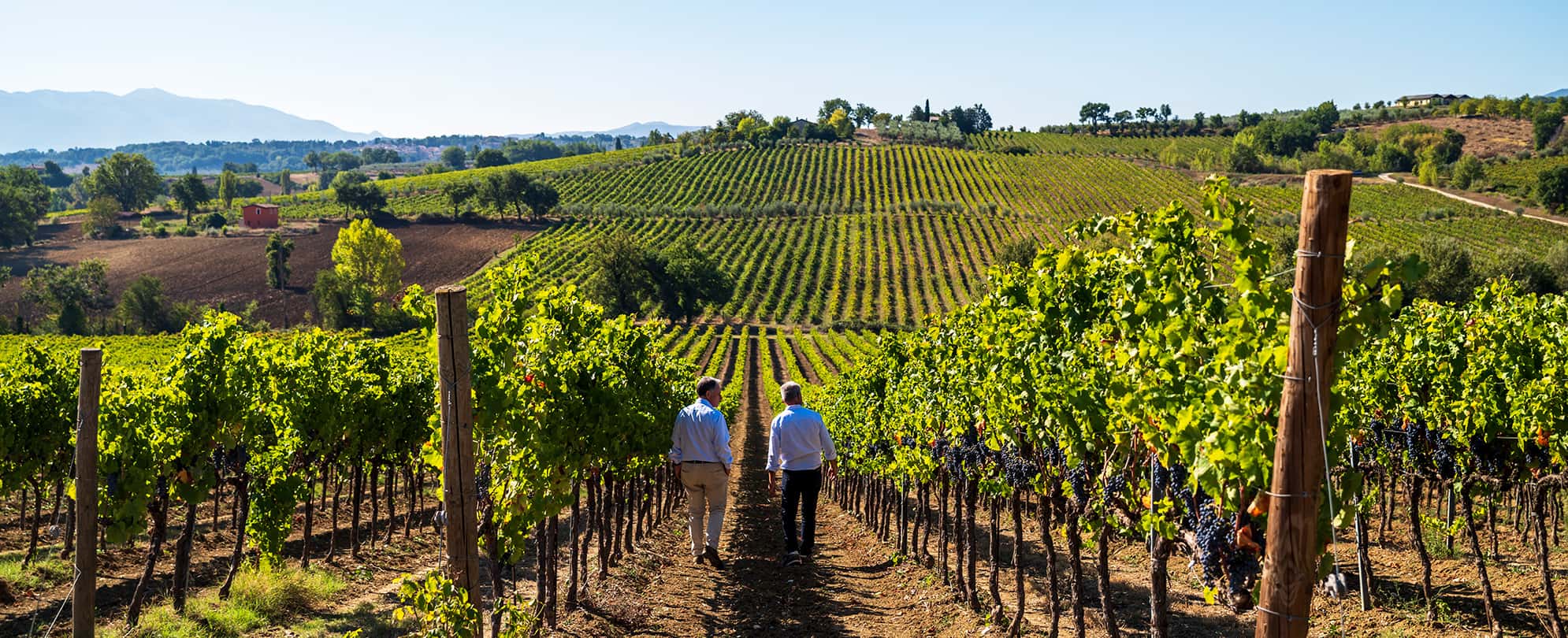 Two men walking through a wine vineyard