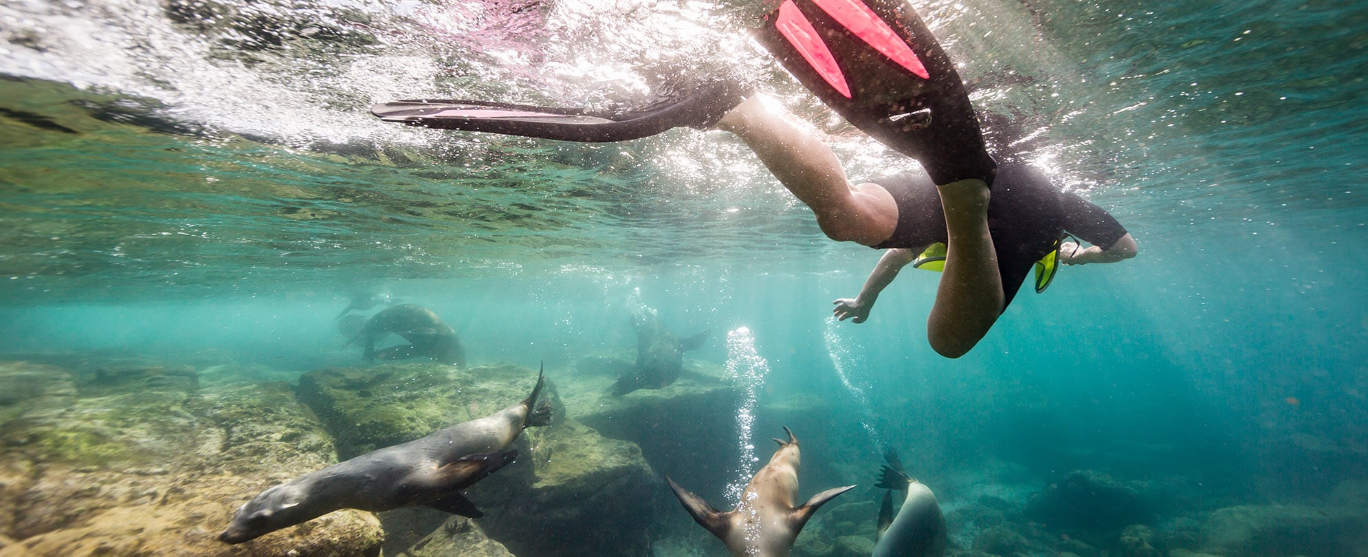 A snorkler swims with sea lions in the ocean near Baja Peninsula in Mexico