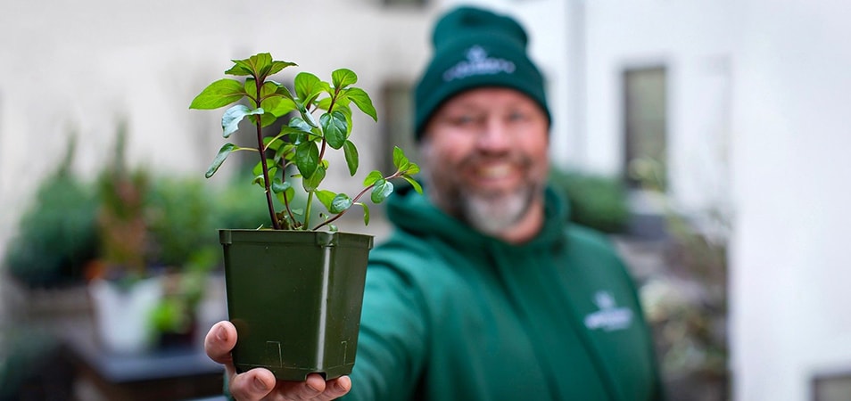 A man in a green hoodie and green hat holds up a small plant in a green plastic container close to the camera so the plant is in focus but he is out of focus.
