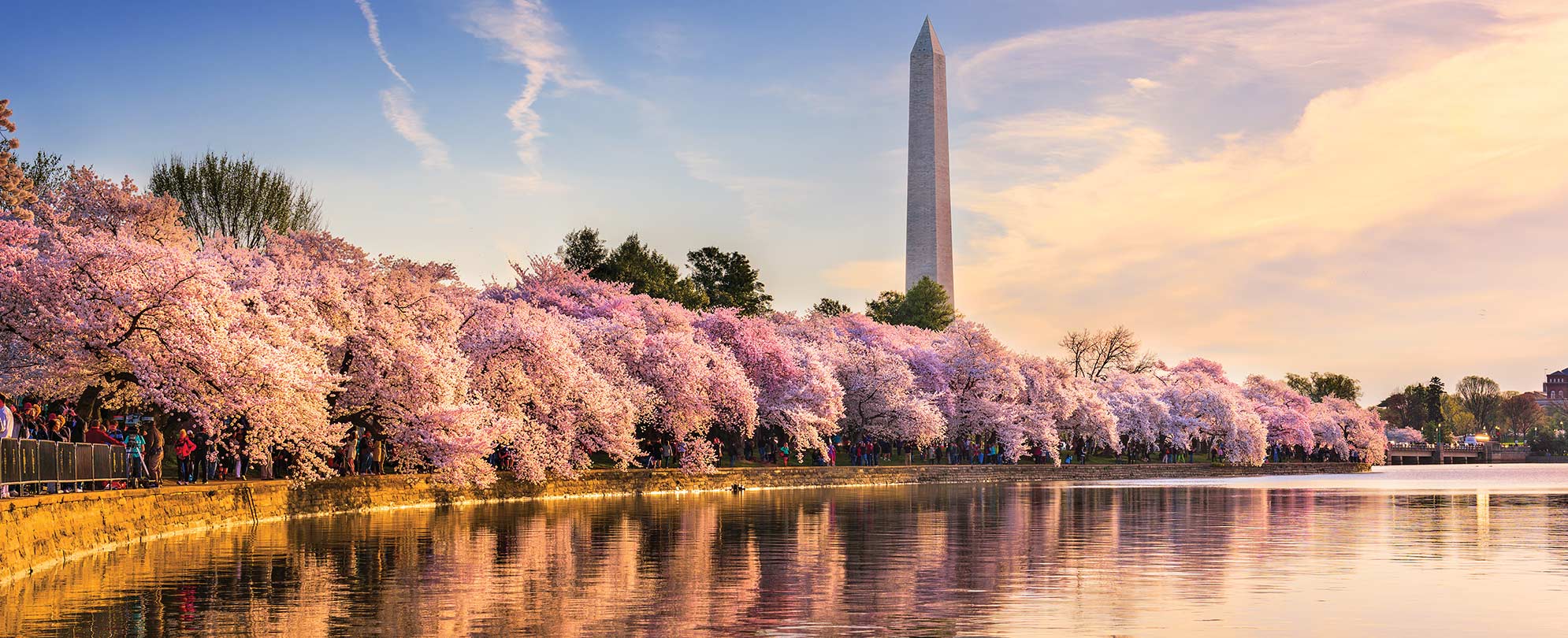 The Washington Monument in Washington DC behind a lake and blooming cherry blossom trees.