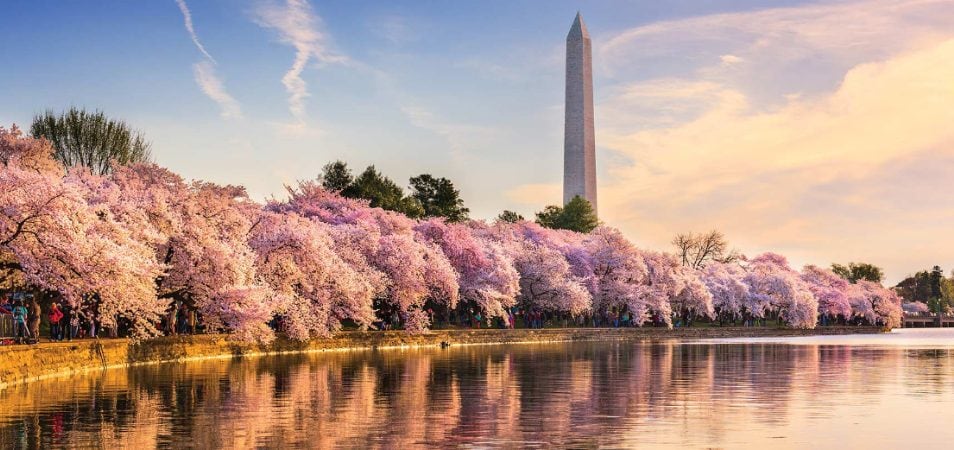 The Washington Monument in Washington DC behind a lake and blooming cherry blossom trees.