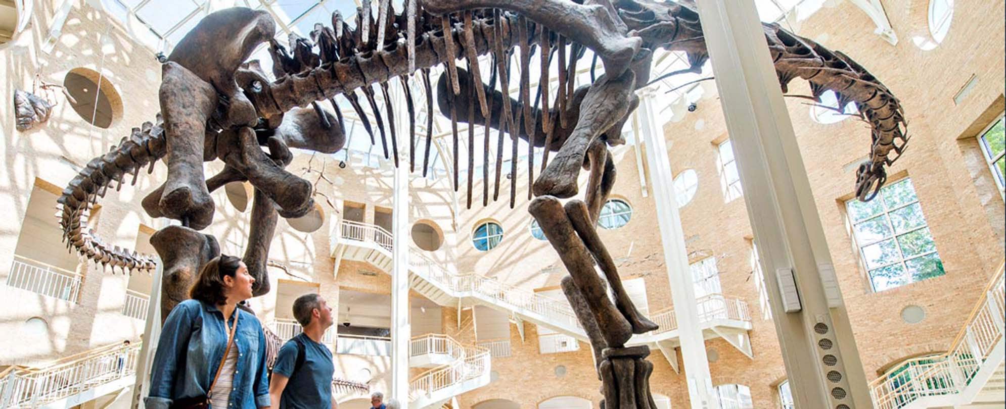 A Sauropoda dinosaur skeleton is on display at the Atlanta Kids Museum.