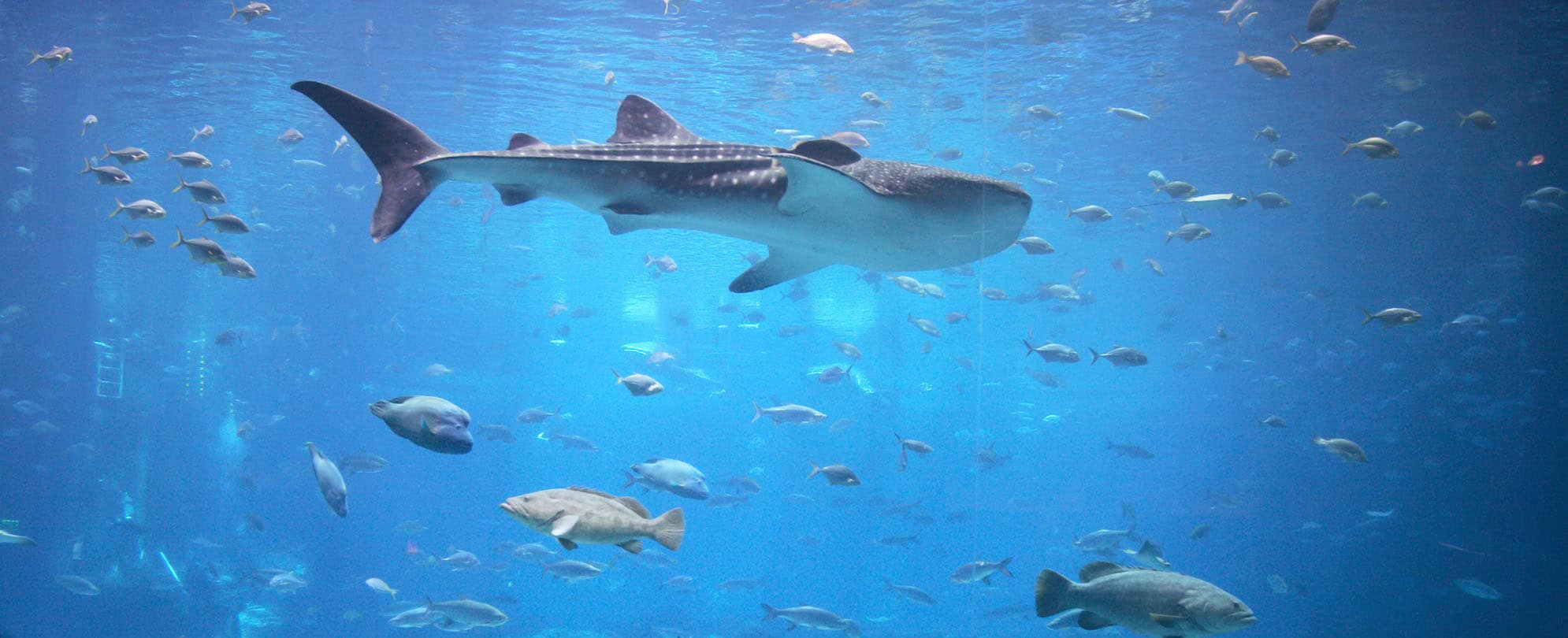 A Tiger shark swimming around a school of fish. 